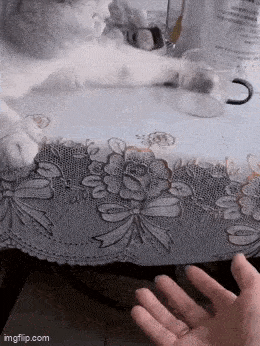 a white cat is playing with a person 's hand while sitting at a table .