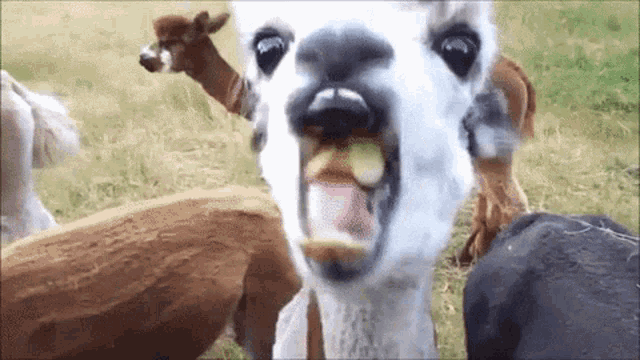 Animals Goat GIF - Animals Goat Chew GIFs