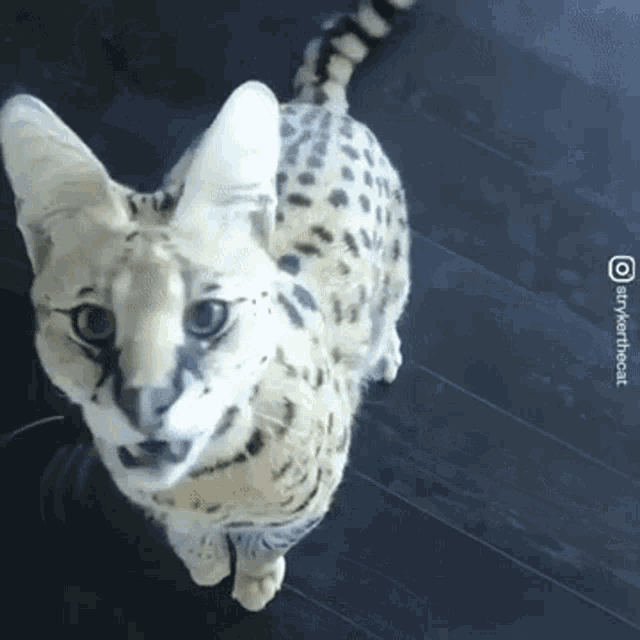Serval Cat GIF - Serval Cat Angry GIFs