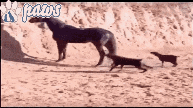 Frog GIF
