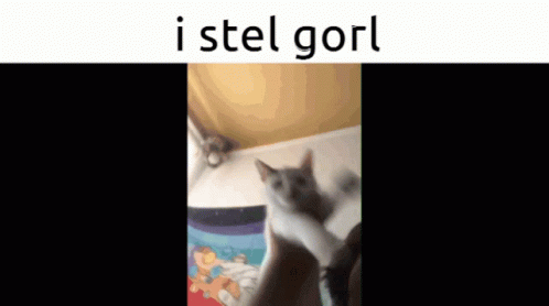 I Steal Girl I Stel Gorl GIF - I Steal Girl I Stel Gorl Cat GIFs
