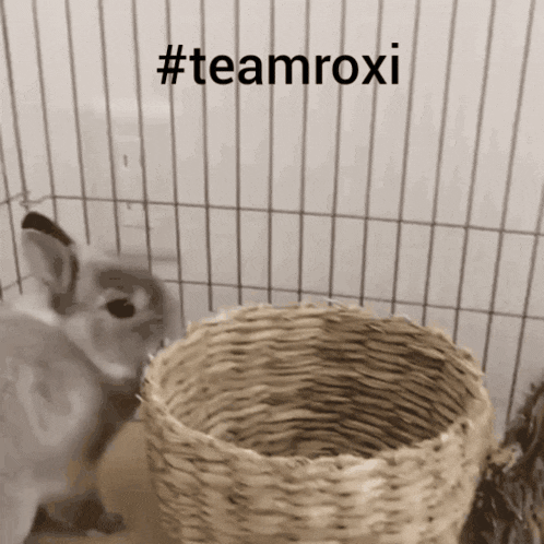 a rabbit in a cage with the hashtag #teamroxi on it