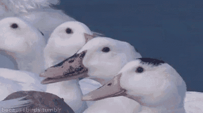 a group of ducks are standing next to each other in a line .