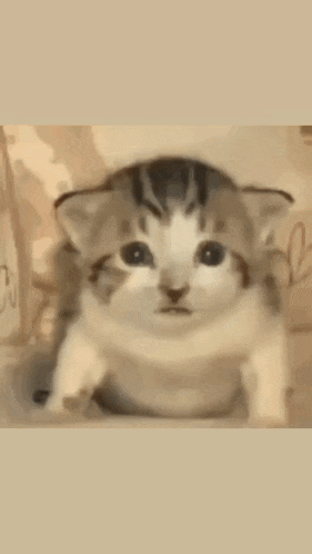 a close up of a cat 's face in front of a fire .