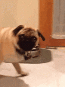 a pug dog is standing on a carpeted floor