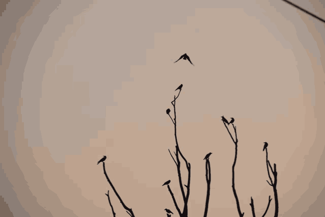 a flock of birds perched on a tree branch against a cloudy sky