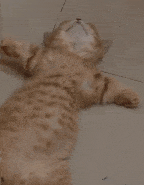 a close up of a cat sleeping on the floor with its eyes closed