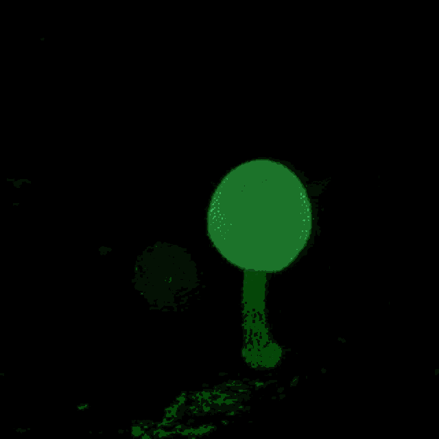 Mushroom Bioluminescence GIF - Mushroom Bioluminescence Nature GIFs