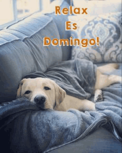 a dog is laying on a couch wrapped in a blanket with the words `` relax es domingo '' .