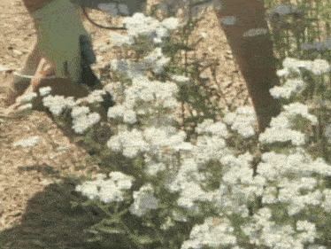 a person wearing green gloves is standing next to a bush with white flowers
