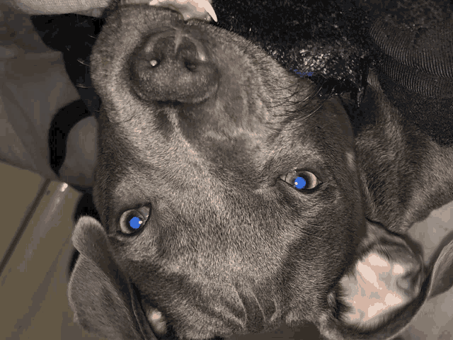 a close up of a dog with blue eyes looking up at the camera
