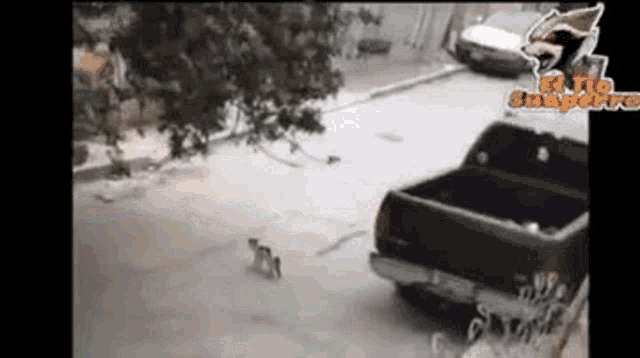 a cat is walking towards a truck on a street .