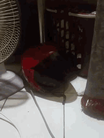 a red helmet is sitting on top of a fan on a shelf .