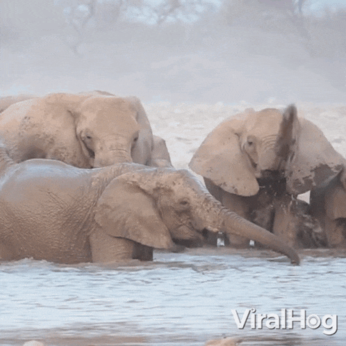 Elephants Having A Mud Bath Viralhog GIF - Elephants Having A Mud Bath Elephant Viralhog GIFs
