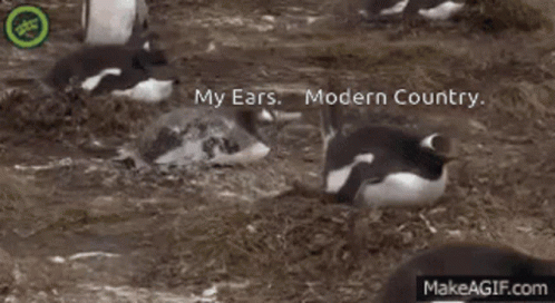 My Ears Modern Country GIF - My Ears Modern Country Bird GIFs