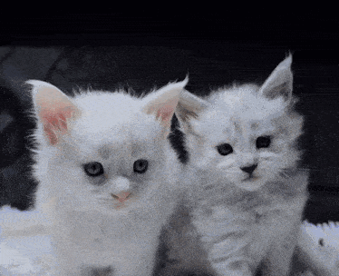 two white kittens are looking at the camera with a black background