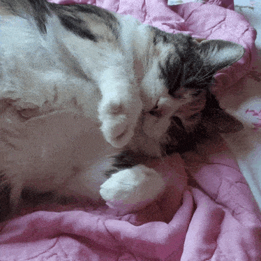 a cat is sleeping on a pink blanket with its eyes closed