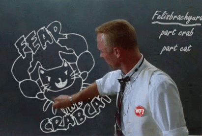 The Why Files Crabcat GIF - The Why Files Crabcat Fear The Crabcat GIFs