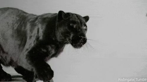 Black Panther GIF - Black Panther Claws GIFs