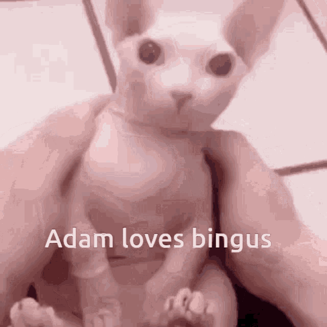 a person is holding a hairless cat that says adam loves bingus on it