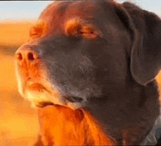 a close up of a brown dog 's face with its eyes closed in the desert .