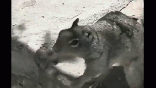 Bring It Here! Gimme! GIF - Squirrel Bed Food GIFs