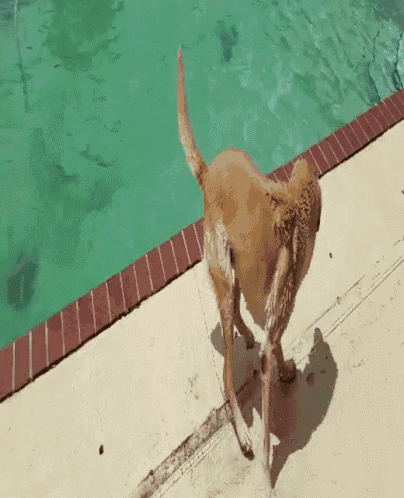 Dog Happy GIF - Dog Happy Swimming GIFs