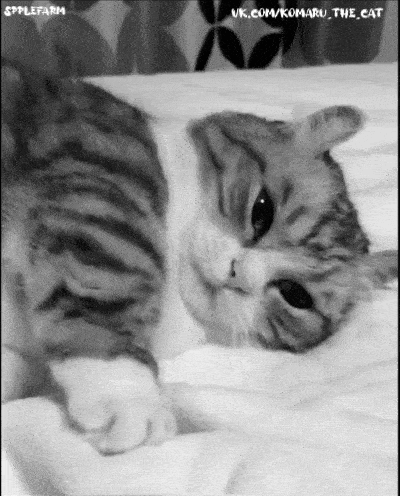 a black and white photo of a cat laying on a bed with the words applefarm on the bottom