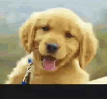 a golden retriever puppy with its tongue hanging out