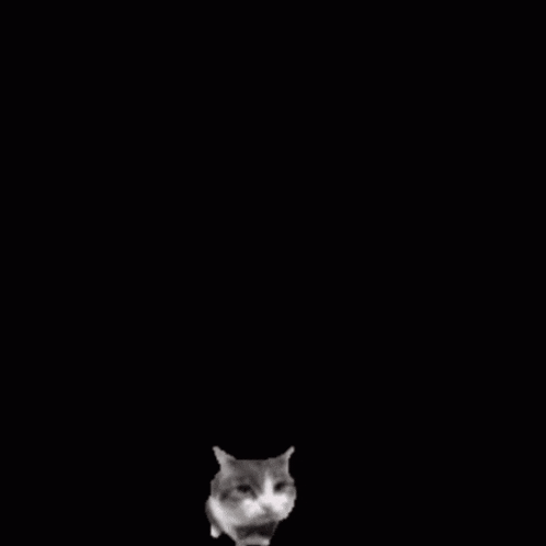 a cat is standing in front of a red box that says ccc on it