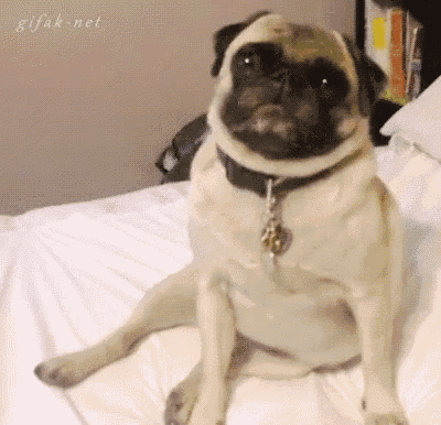 a pug dog is sitting on a bed with its legs crossed