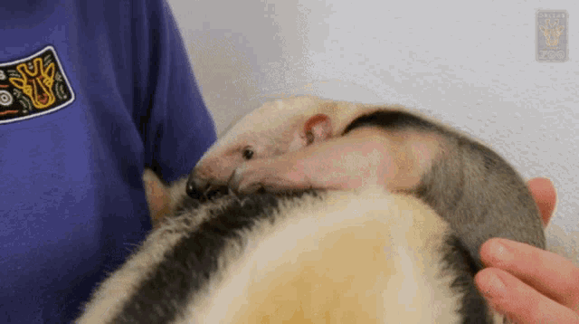 a person holding a small animal with a patch on their shirt that says ' animals '