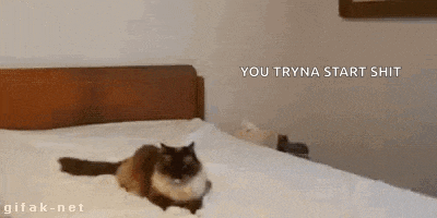 a cat is laying on top of a bed with the words `` you tryna start shit '' written above it .