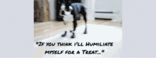 a blurry picture of a dog with the words " you 'd be correct " on the bottom