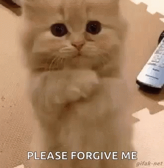 Kitten Love GIF - Kitten Love Begging GIFs