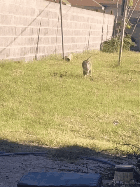 a dog is walking through a grassy field in front of a brick wall