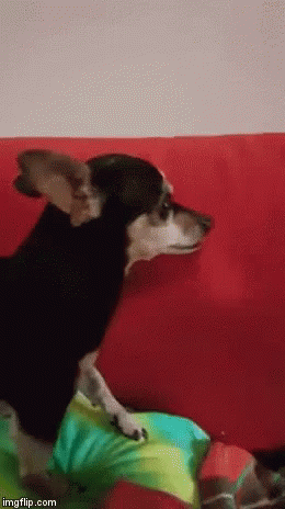 Chihuahua Vicious GIF - Chihuahua Vicious Dog GIFs