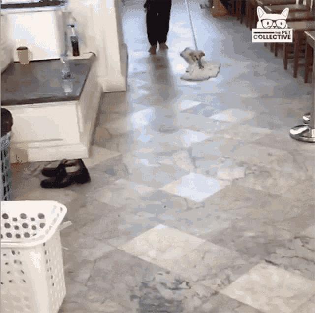 Mop Cleaning GIF - Mop Cleaning Dog GIFs