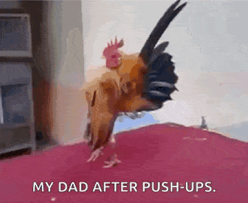 a rooster is standing on its hind legs on a bed and says `` my dad after push-ups . ''