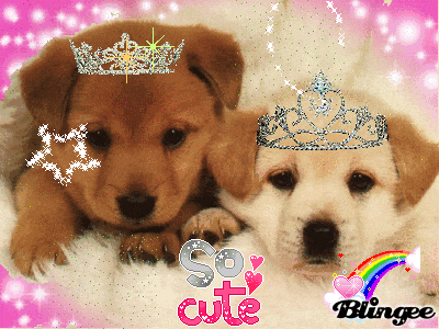 two puppies wearing tiaras on a pink background with the words so cute