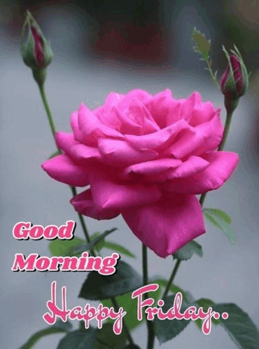 a pink rose with the words `` good morning happy friday '' below it