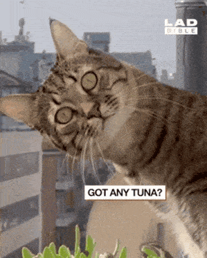 Lovely Cat Look At GIF - Lovely Cat Look At Stare GIFs
