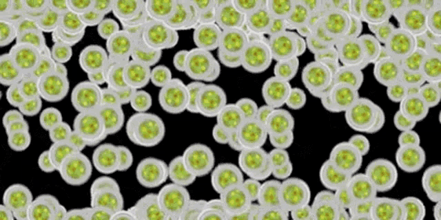 a bunch of green and white circles are floating on a black background .