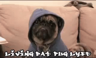 Living Dat Pug Lyfe GIF - Pug Life Gangster GIFs