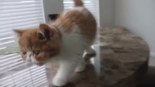 Hello There GIF - Cat Cute Kitty GIFs