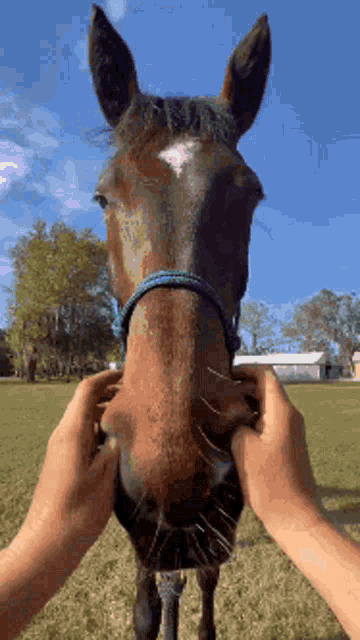 Horse Nose Picking GIF - Horse Nose Picking Finger GIFs