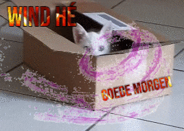 a picture of a cat in a cardboard box says wind he