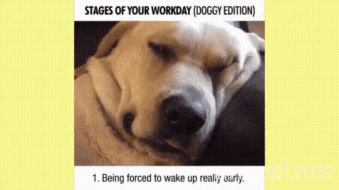 a picture of a dog sleeping with the caption stages of your workday ( doggy edition )