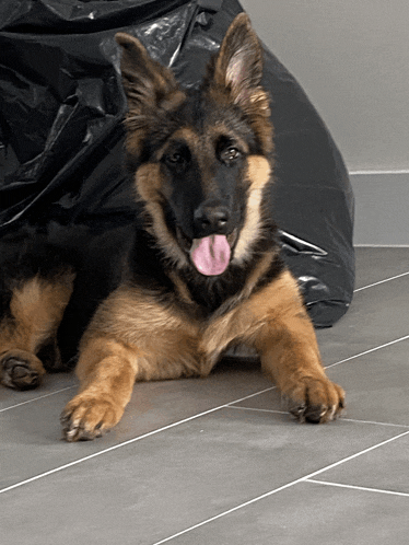 a german shepherd puppy laying on a tiled floor with its tongue hanging out
