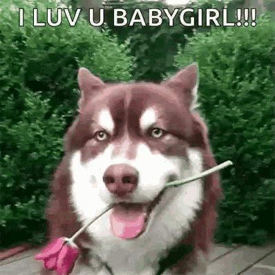 a husky dog is holding a rose in its mouth and says i luv u babygirl !